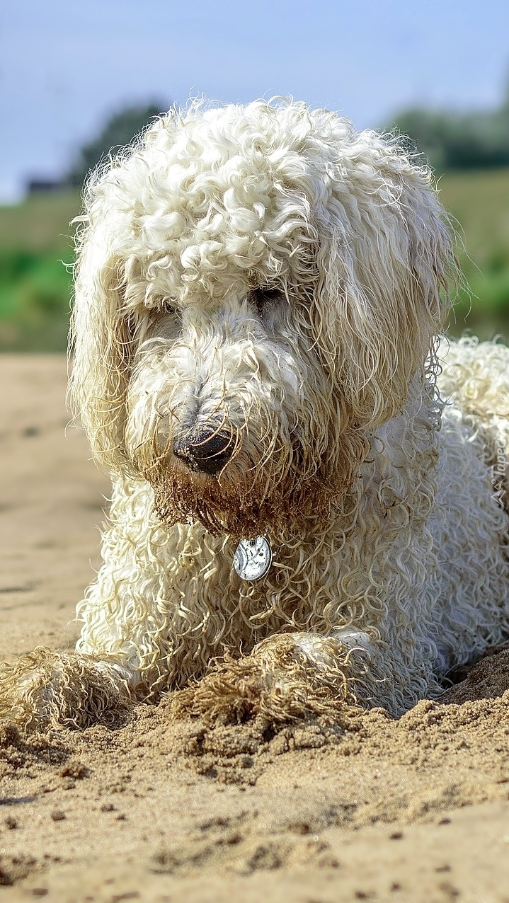 Goldendoodle na plaży