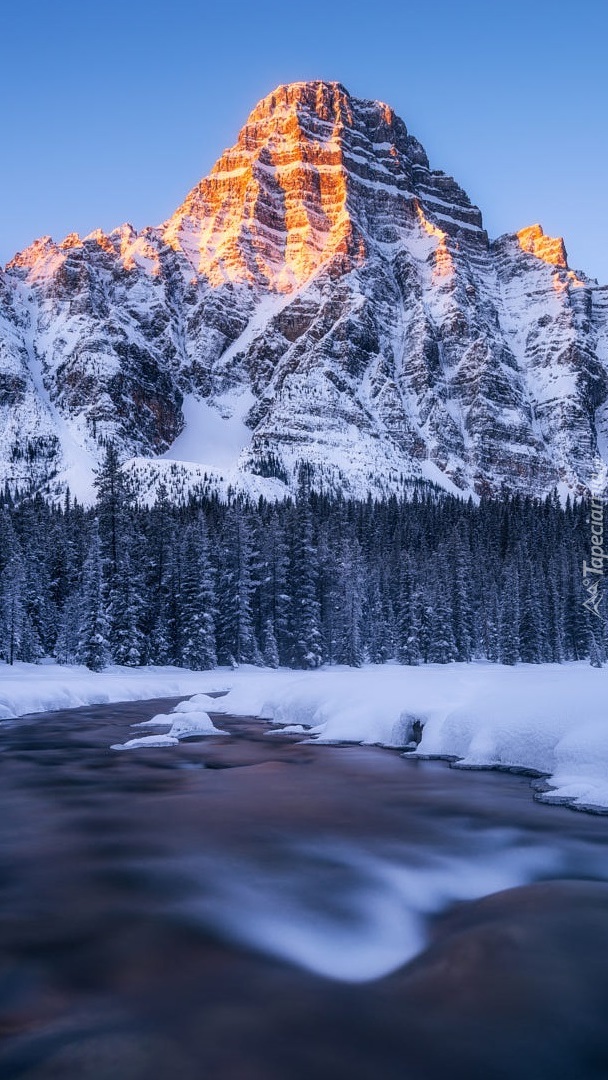 Góra Mount Chephren i drzewa w śniegu nad rzeką