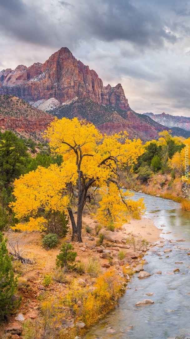 Góra Watchman i pożółkłe drzewa nad rzeką Virgin River