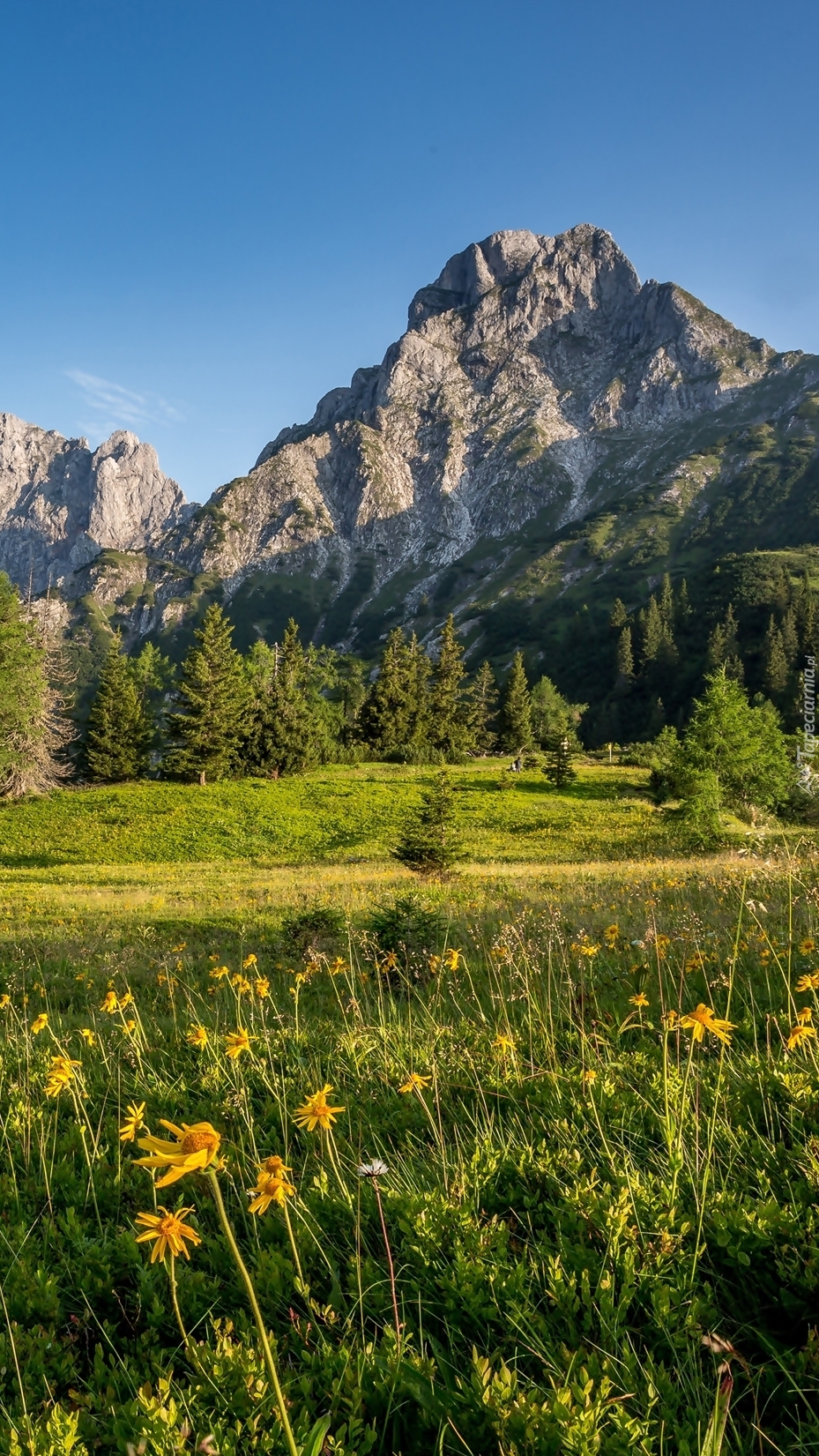 Górska łąka w Austrii
