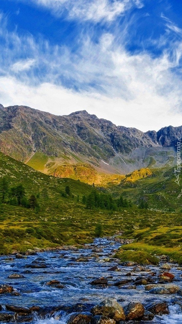 Górska roślinność nad kamienistą rzeką