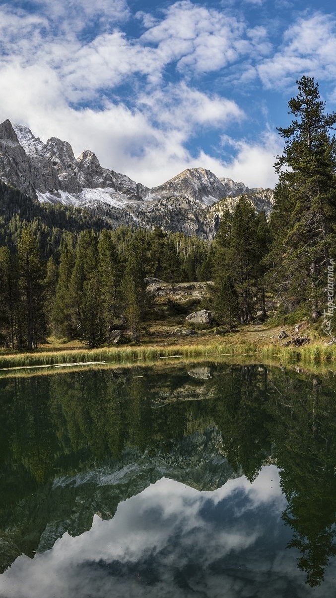 Górskie świerki nad stawem