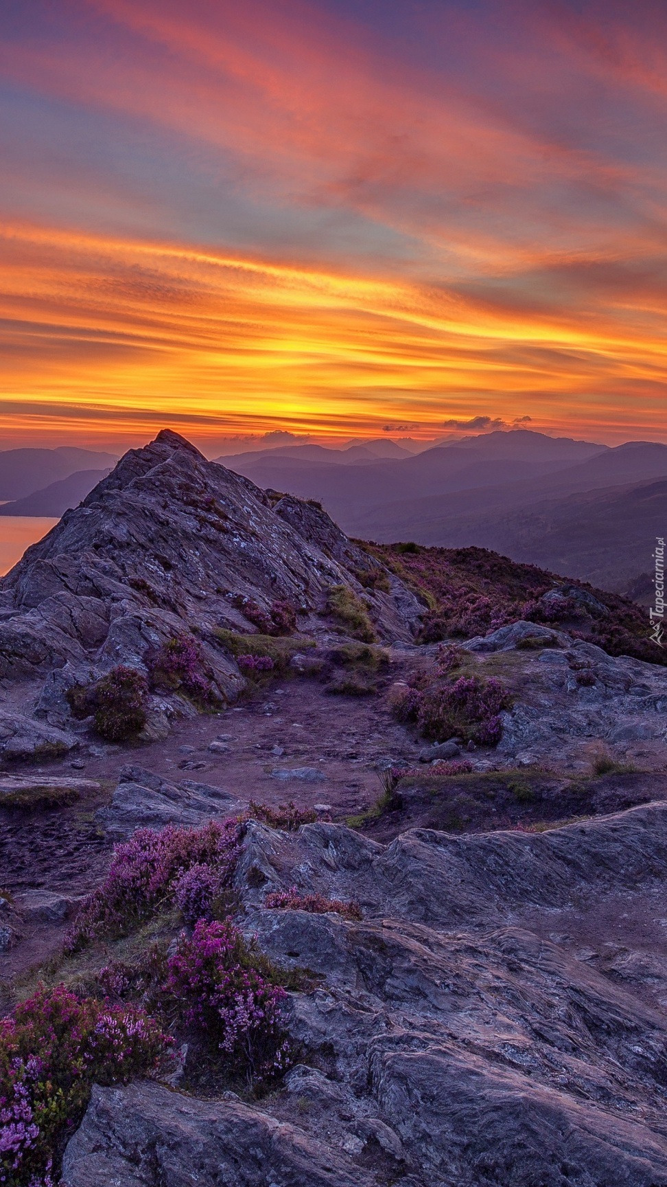 Górskie wrzosowisko o zachodzie słońca w Szkocji