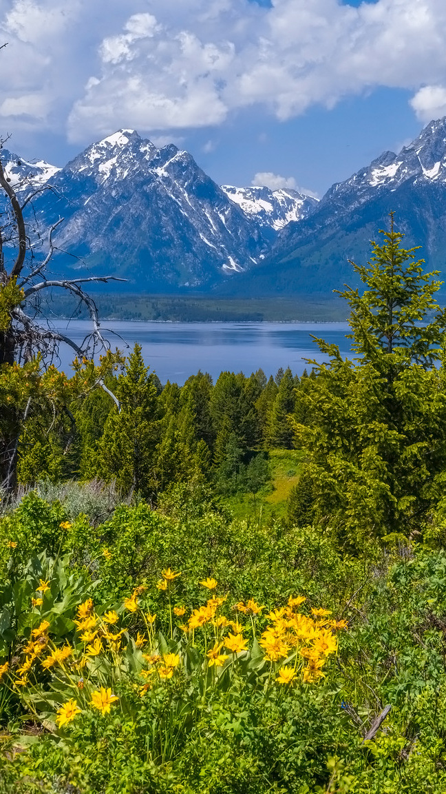 Góry i kwiaty w Parku Narodowym Grand Teton