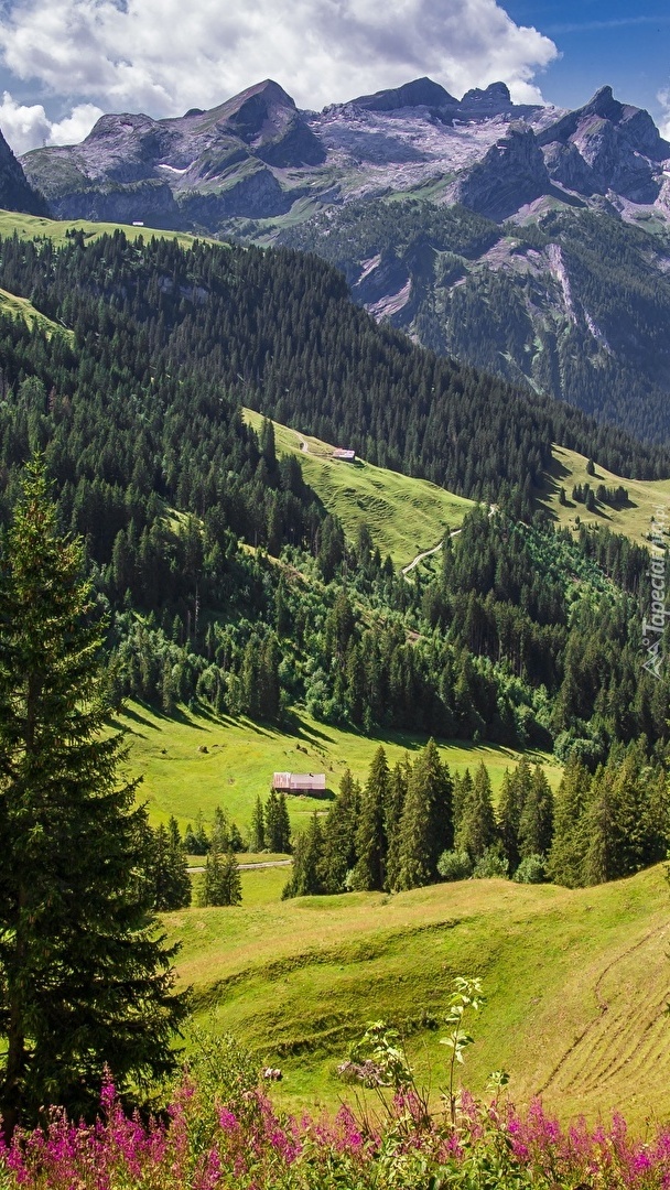 Góry i lasy w Alpach Szwajcarskich