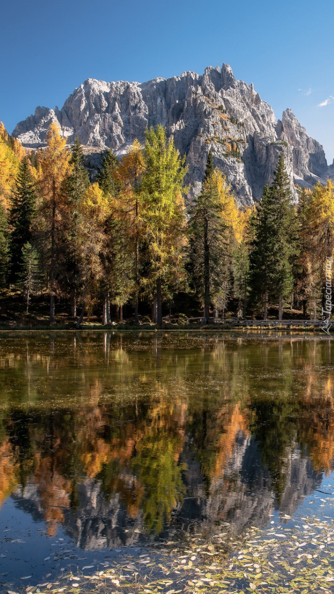 Góry i świerki w Dolomitach