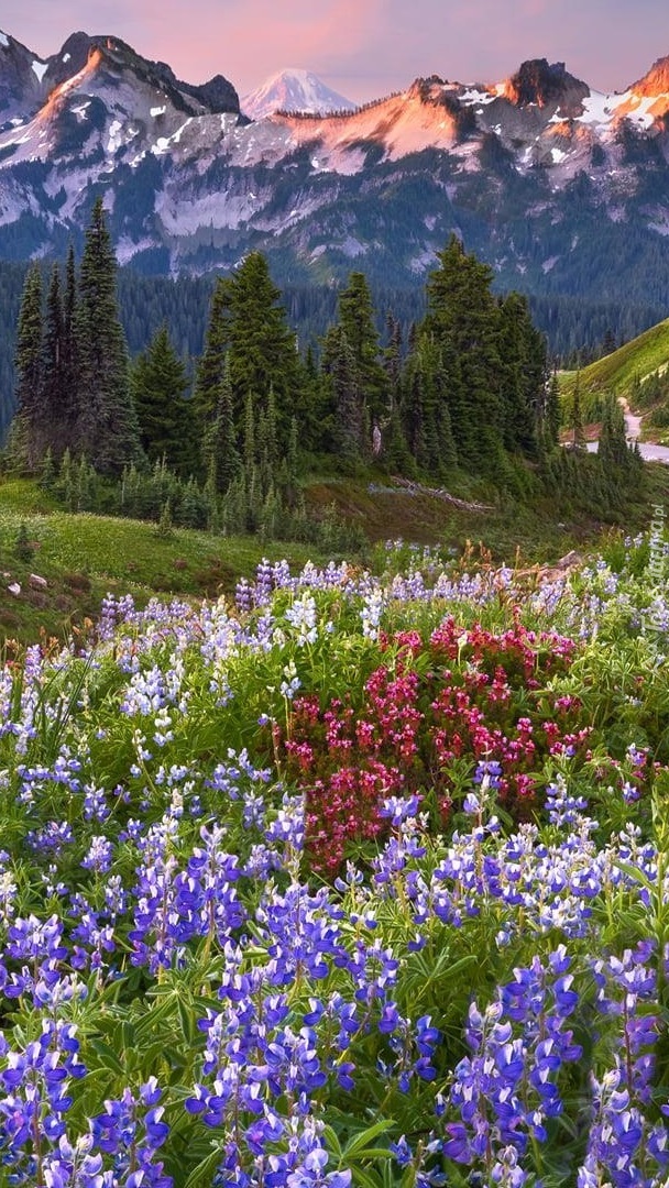 Góry Kaskadowe w Parku Narodowym Mount Rainier