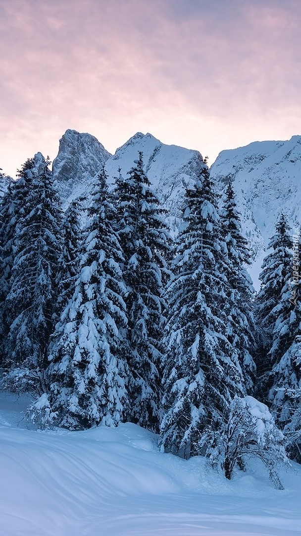 Góry skaliste i drzewa w śniegu