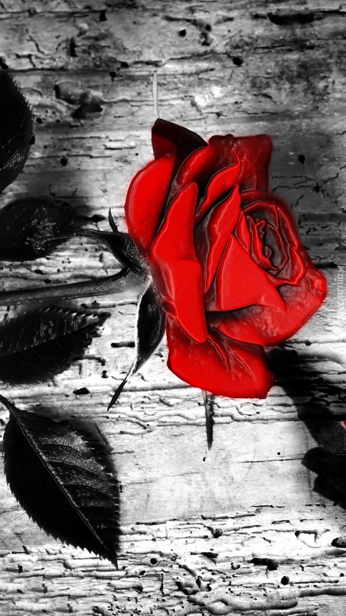 Graficzna czerwona róża na desce