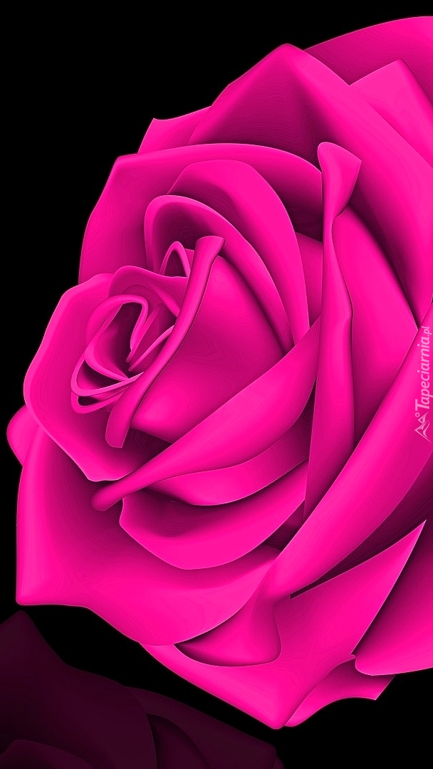 Graficzna różowa róża