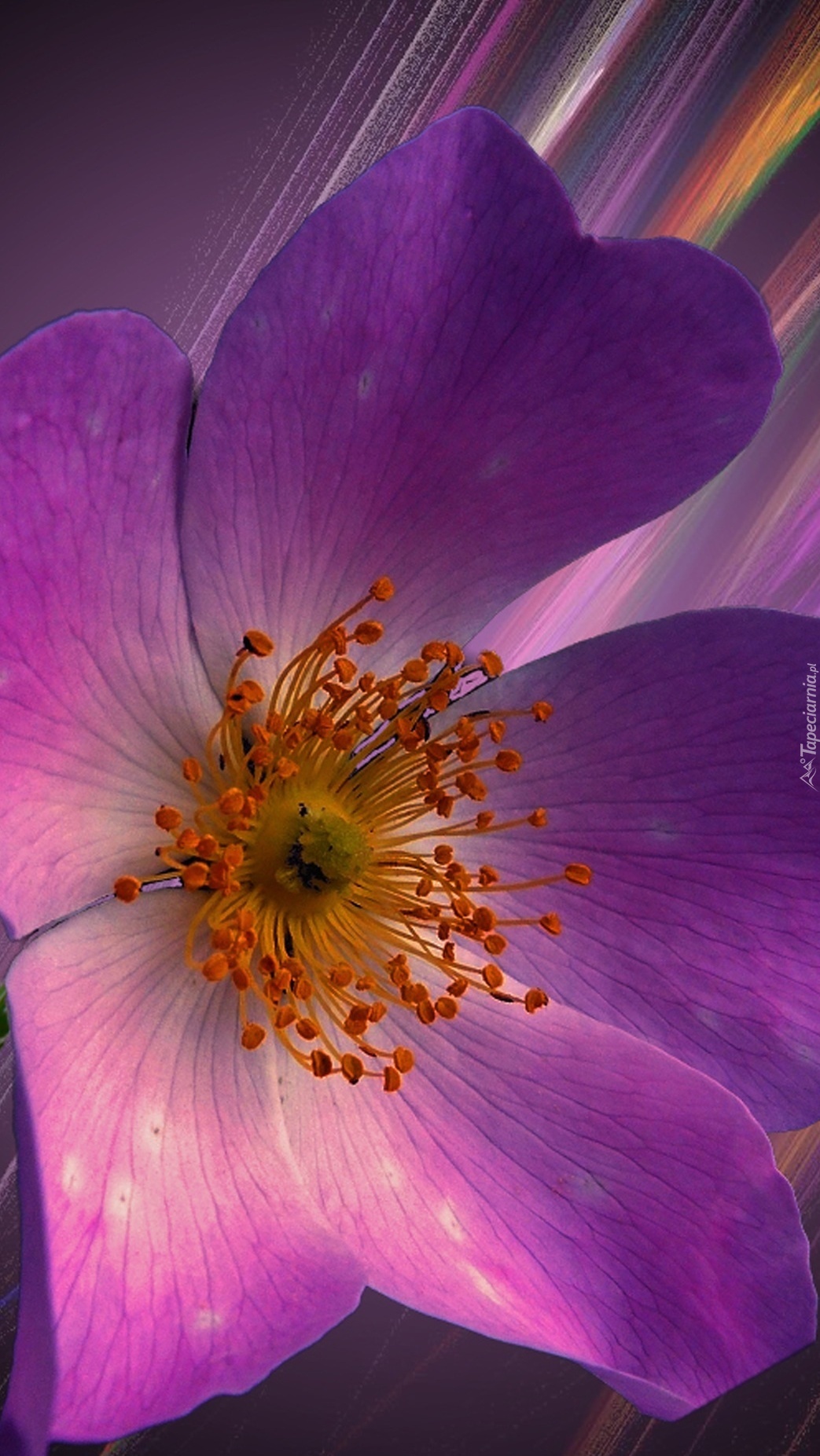 Graficzne refleksy ukazujące piękno fioletowego kwiatu