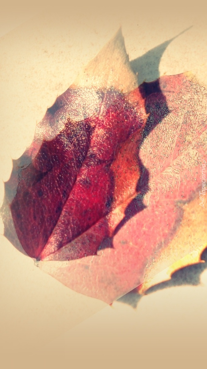 Graficzny jesienny liść