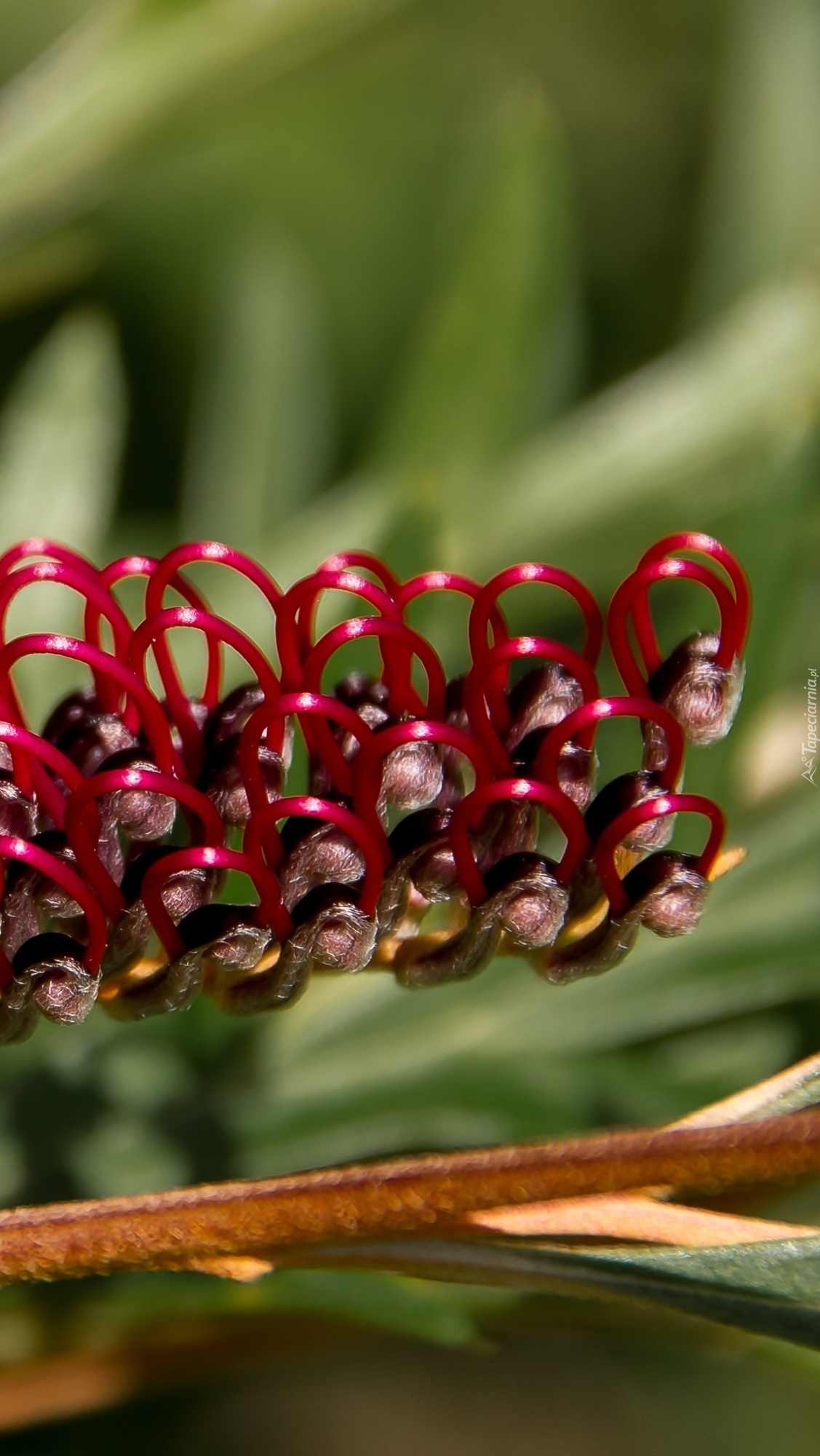 Grevillea