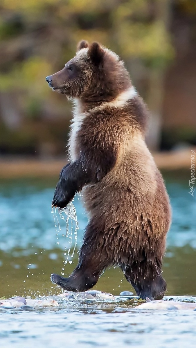 Grizzly spacerujący po rzece