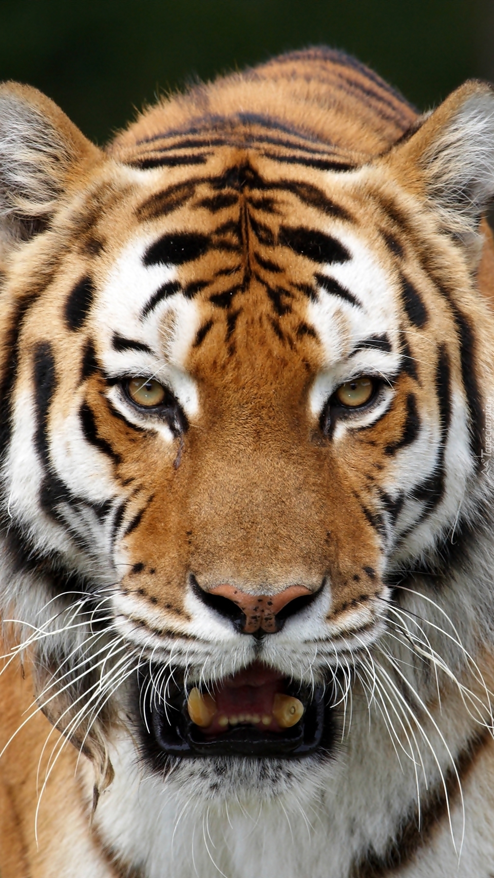 Groźny wzrok tygrysa