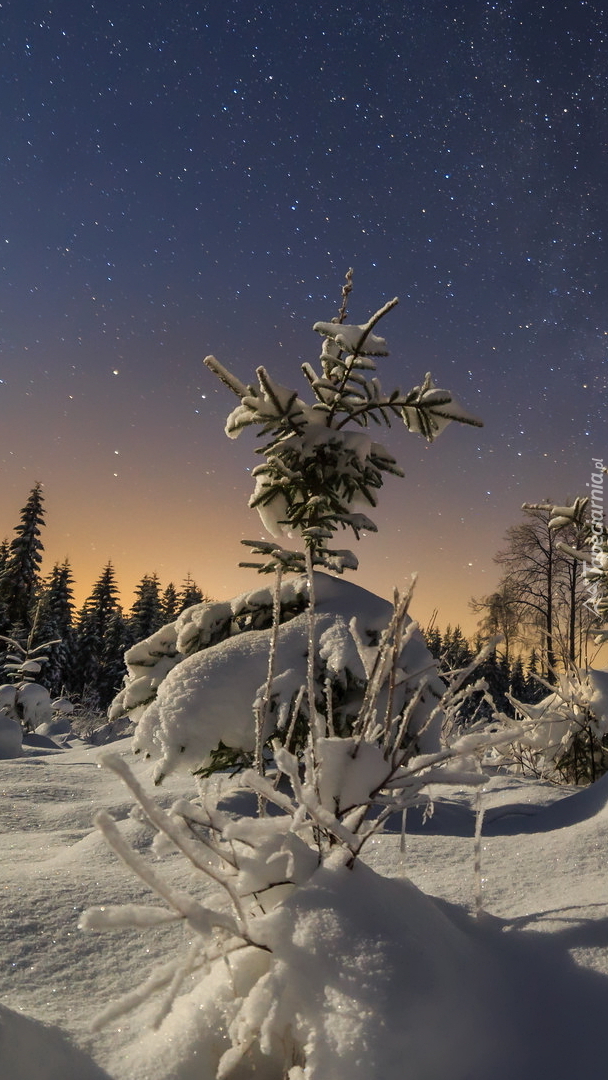 Gwiaździste niebo nad ośnieżonymi drzewami