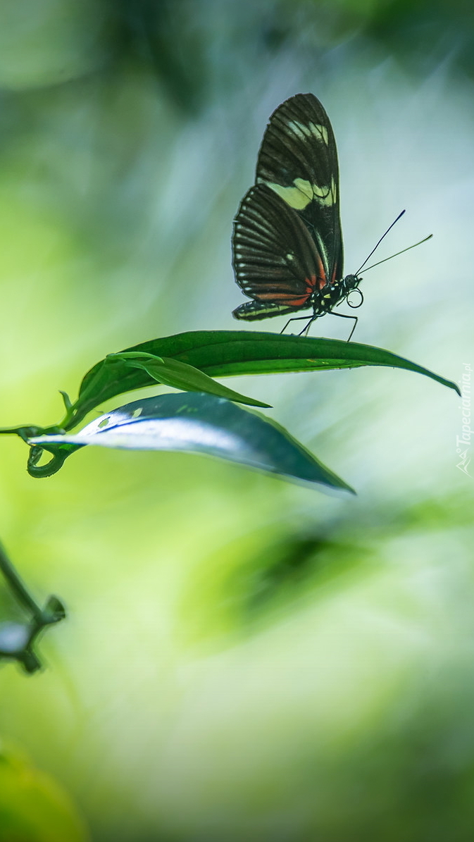 Heliconius hortense na liściu