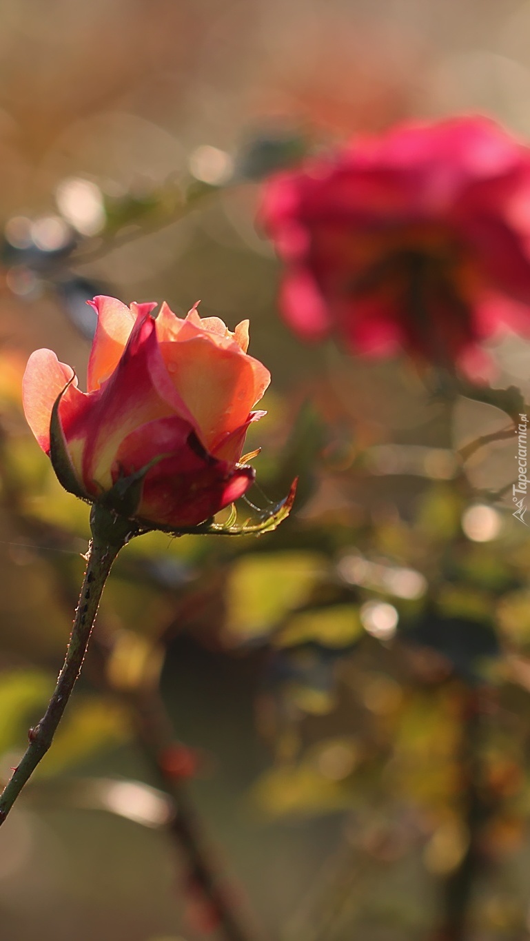 Herbaciana róża w słońcu