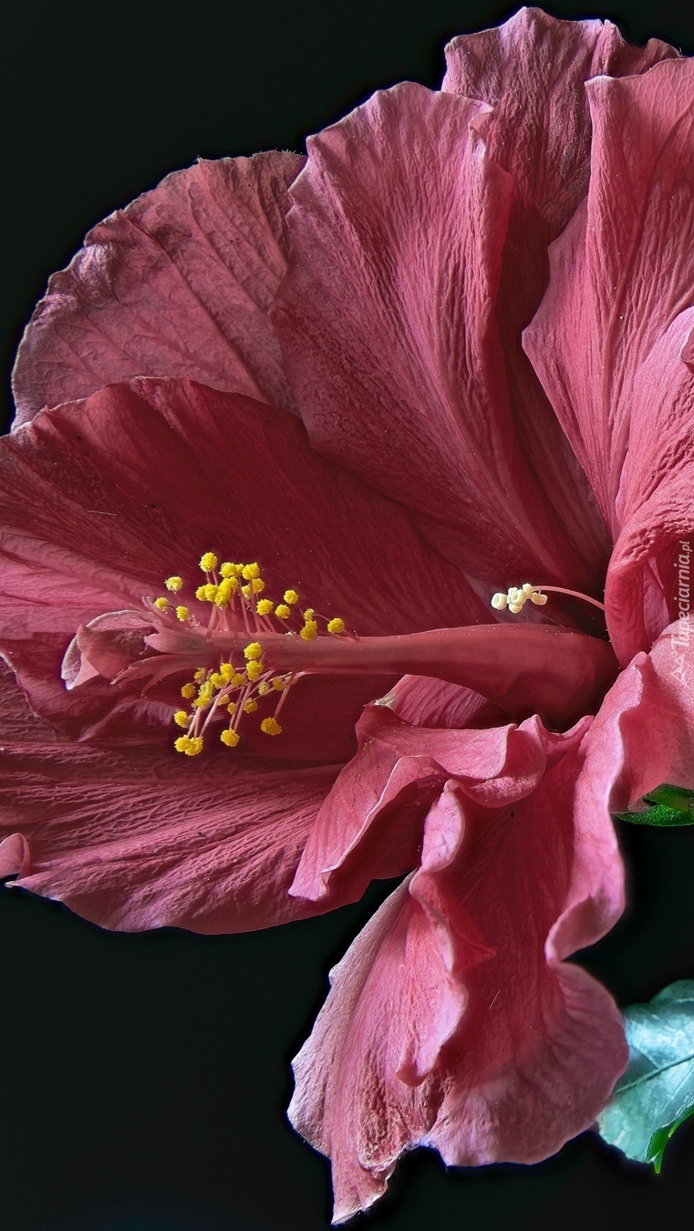 Hibiskus