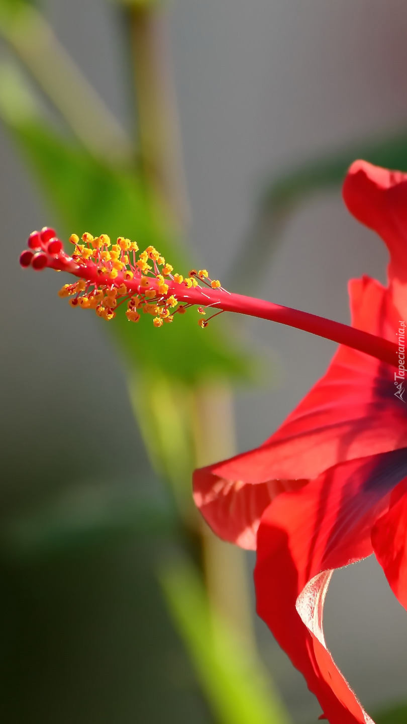 Hibiskus