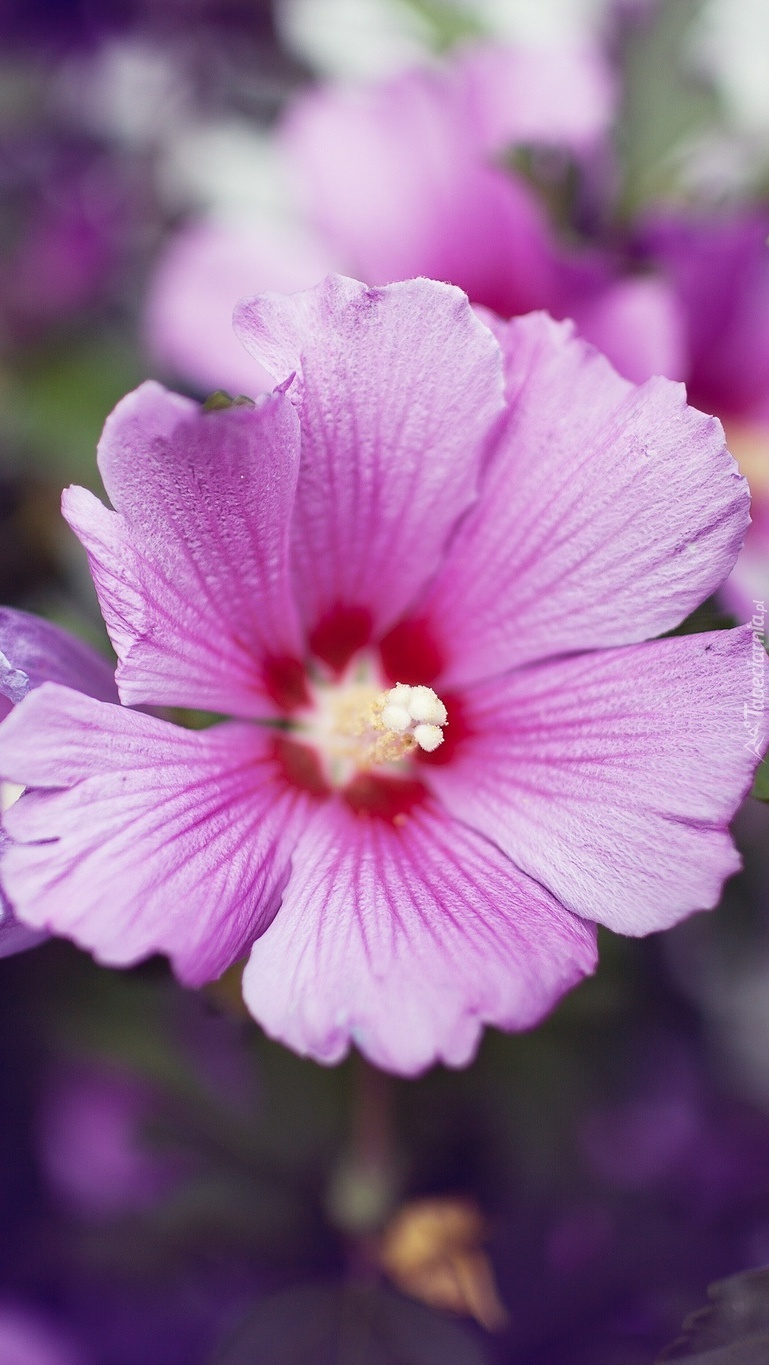 Hibiskus bladoróżowy