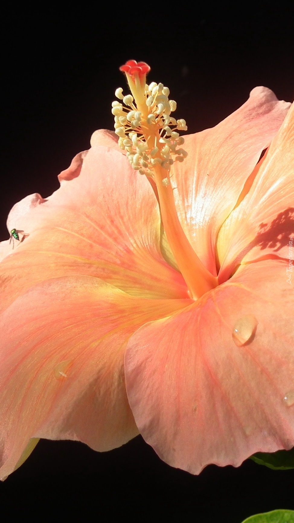 Hibiskus w zbliżeniu