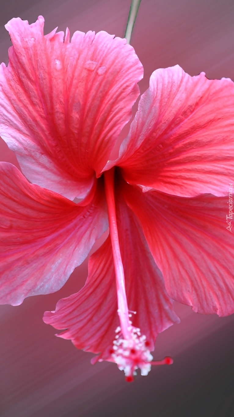 Hibiskus