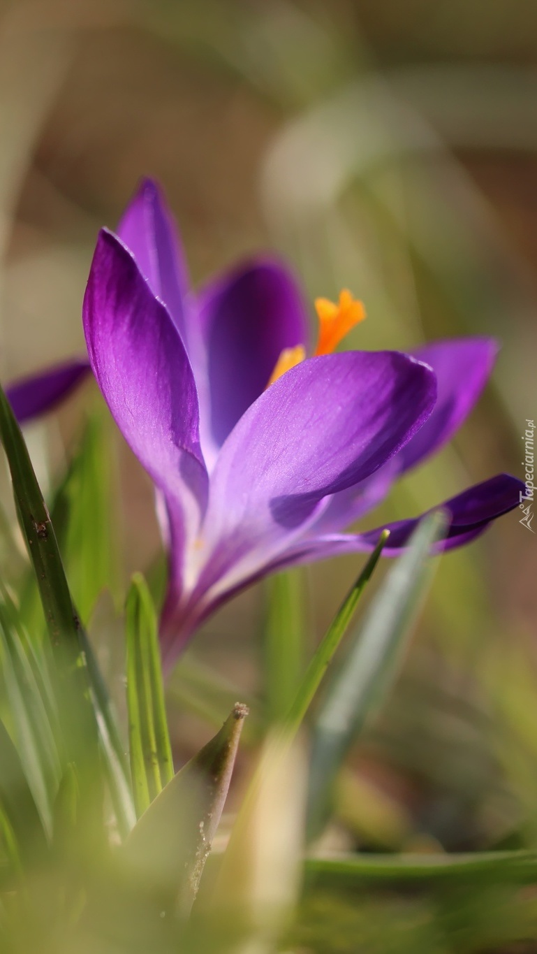 Hokus pokus i jest krokus