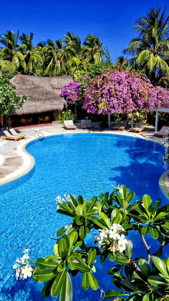 Hotelowy basen z palmami