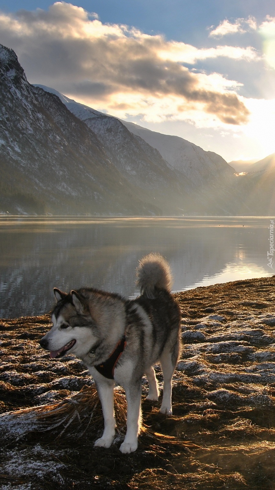 Husky nad jeziorem w górach