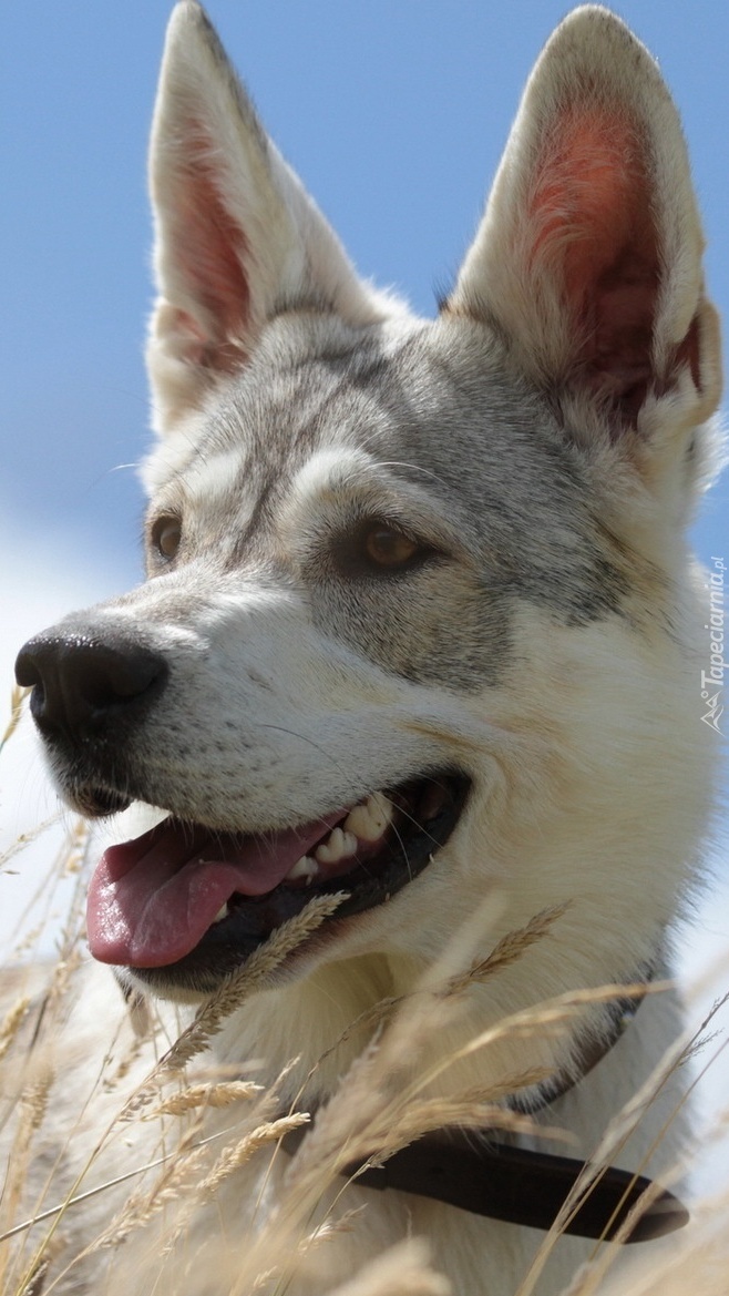 Husky w trawie