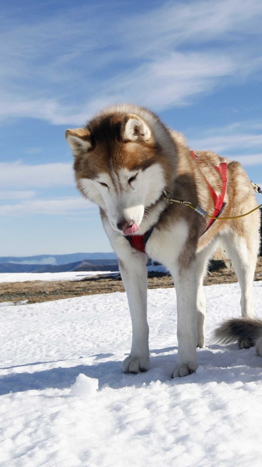 Husky w uprzęży