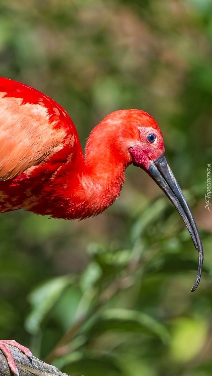 Ibis