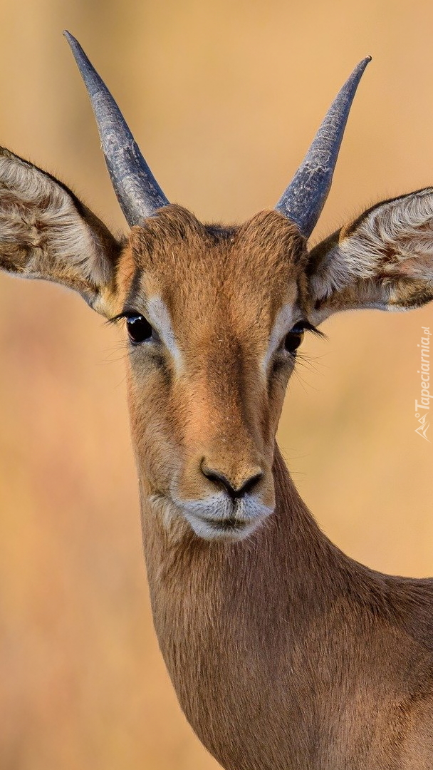 Impala