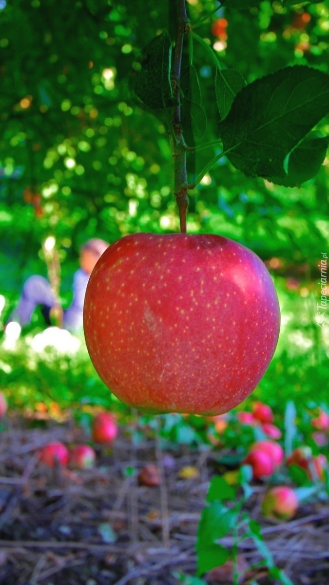 Jabłko w sadzie
