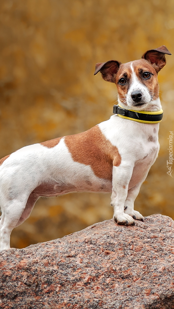 Jack Russell terier