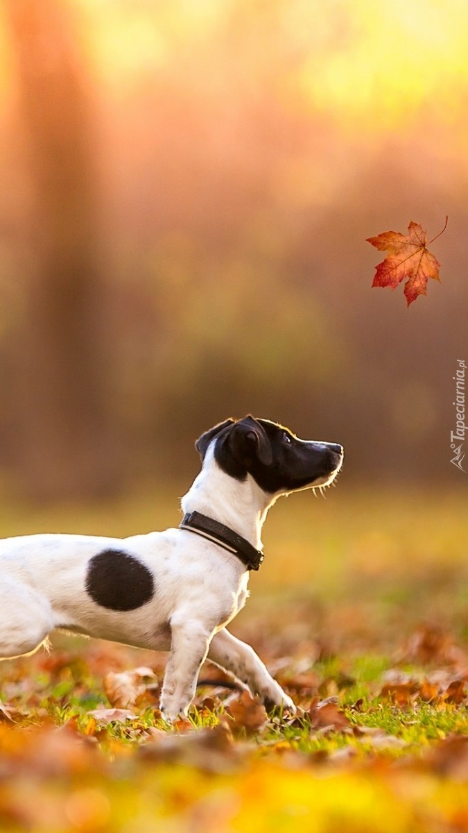 Jack Russell terrier biegnący za jesiennym liściem