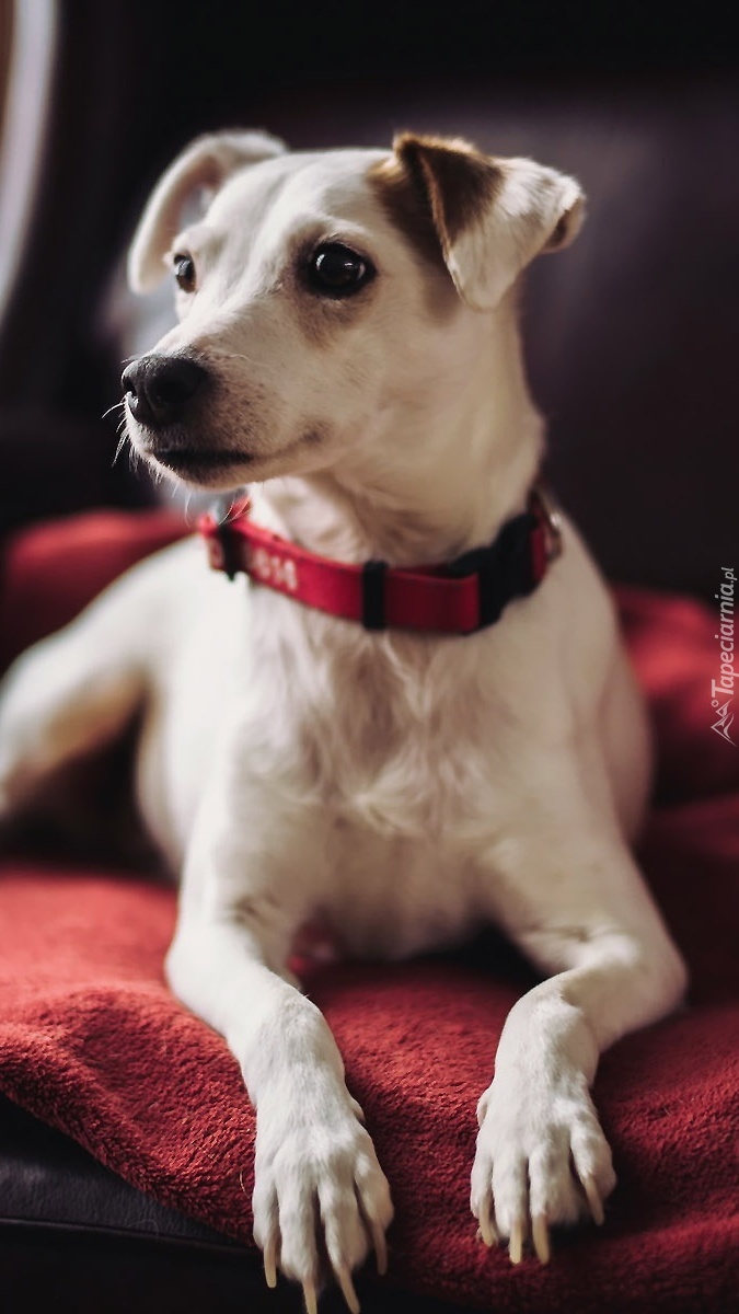 Jack Russell terrier na czerwonej poduszce