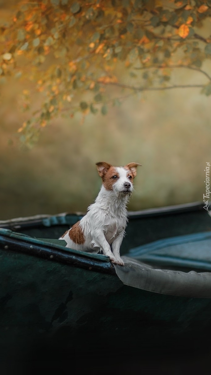 Jack Russell terrier na łódce