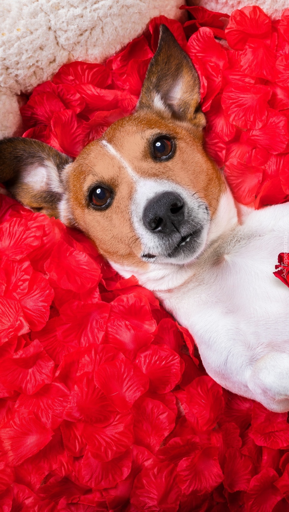 Jack Russell terrier  na płatkach róż