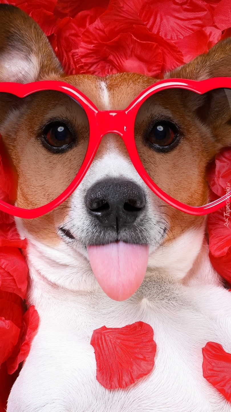 Jack Russell terrier w okularach