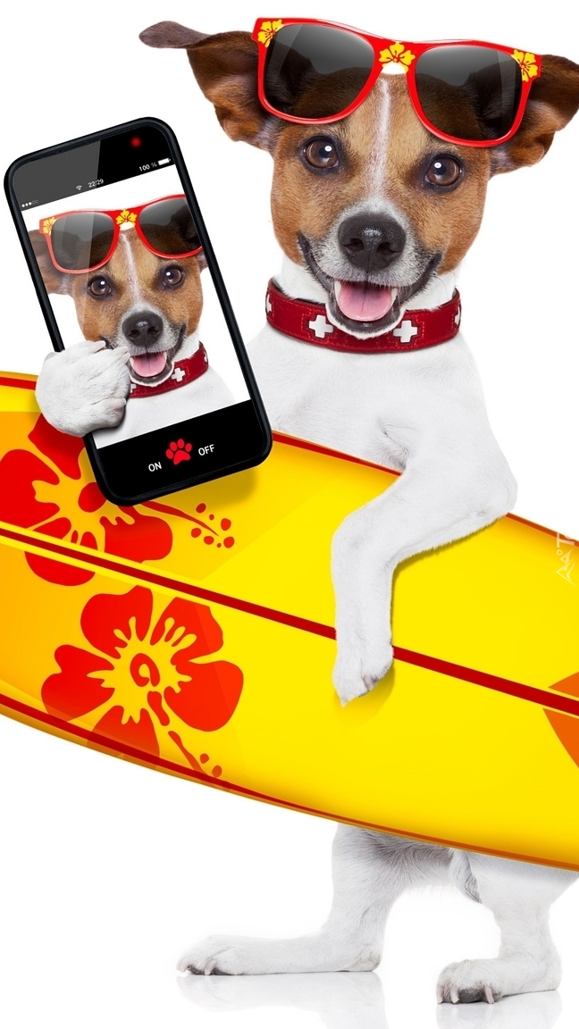 Jack Russell terrier z deską surfingową