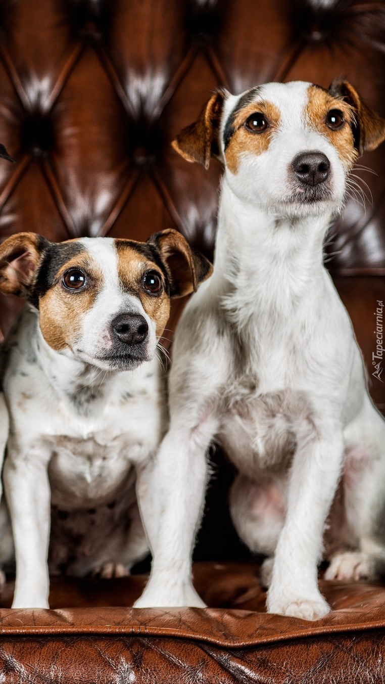 Jack Russell terriery na fotelu