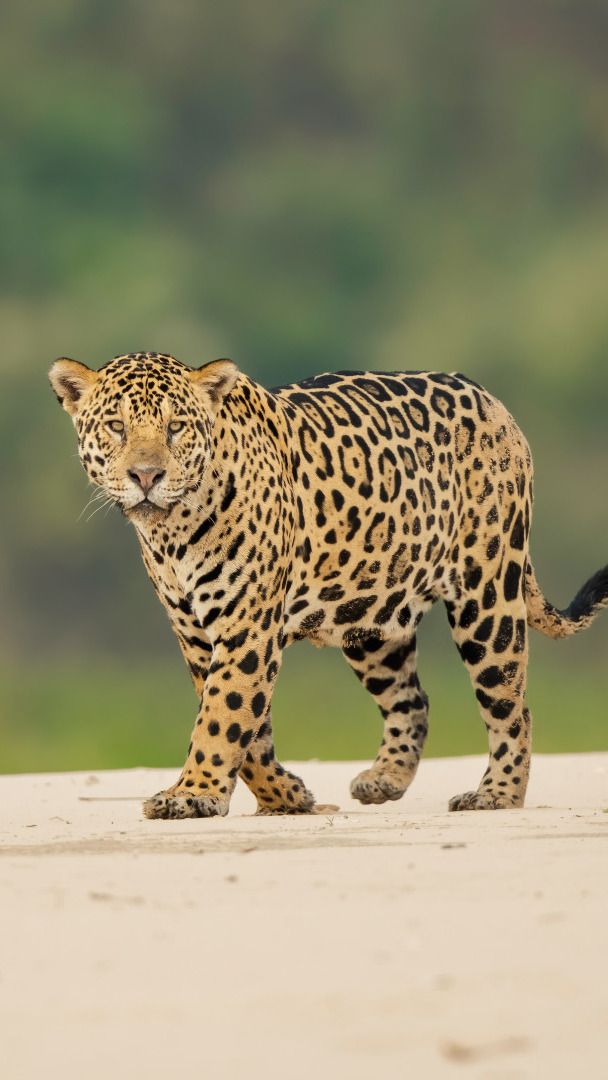 Jaguar