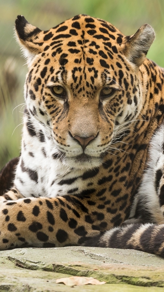 Jaguar na skale