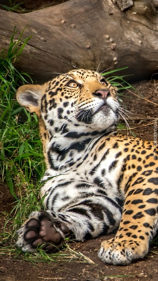 Jaguar spoglądający w górę