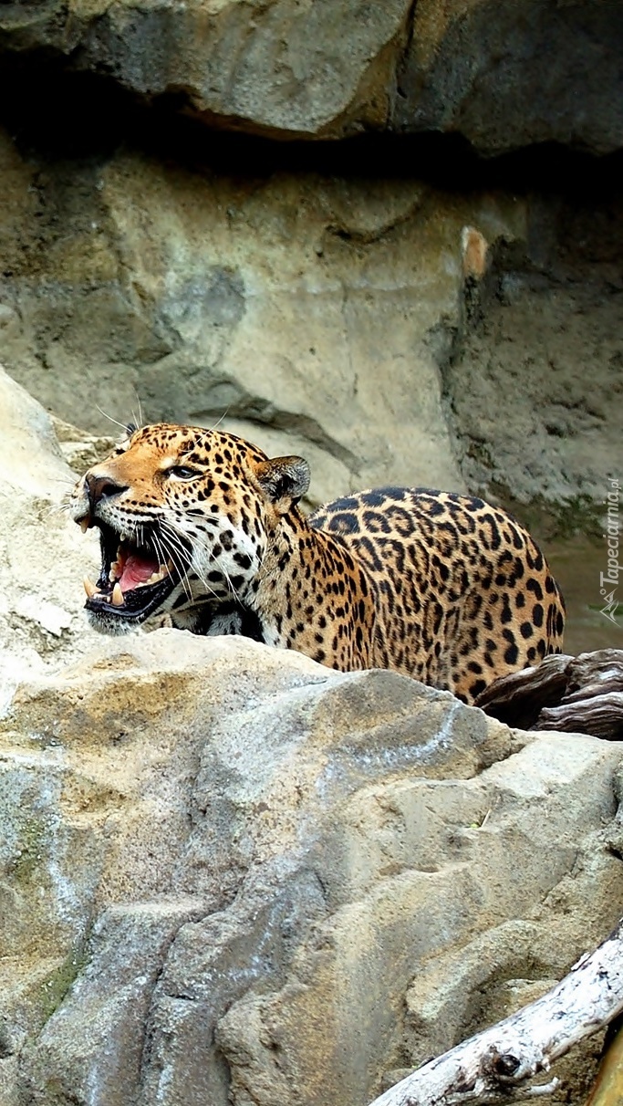 Jaguar za skałą