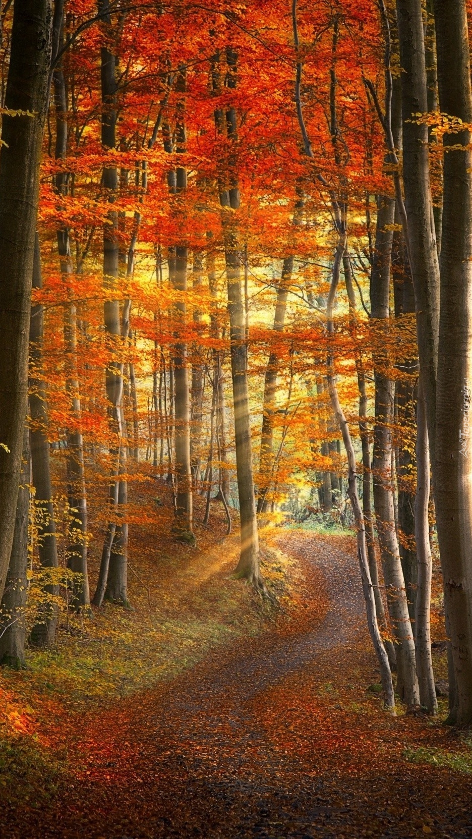 Jasień spaceruje po lesie