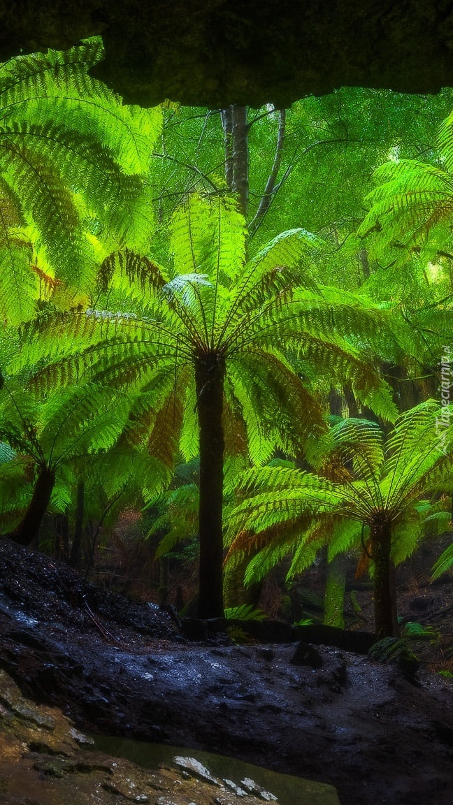 Jaskinia Trowutta Arch w Tasmanii