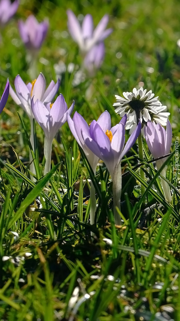 Jasnofioletowe krokusy